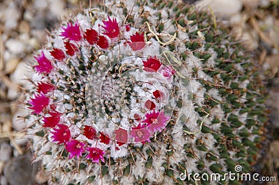 Wild desert cactus flower or cacti bloom Stock Photo