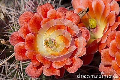 Beautiful blooming wild desert cactus flowers. Stock Photo