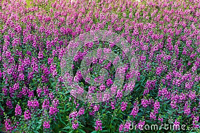 Beautiful blooming wildflowers on the meadow in the summertime,Nice purple flower in garden Stock Photo