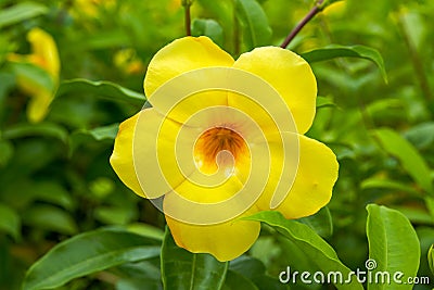 Beautiful blooming yellow cicada flower in the garden Stock Photo