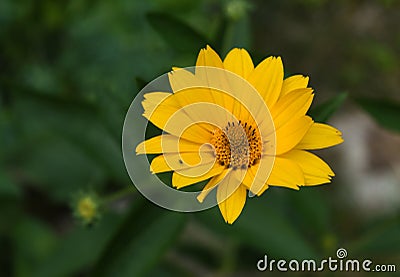 Beautiful Blooming Yellow False Sunflower in a Garden Stock Photo