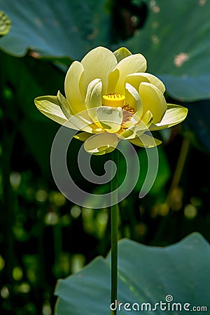 A Beautiful Blooming Yellow Lotus Water Lily Pad Flower Stock Photo