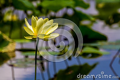 A Beautiful Blooming Yellow Lotus Wildflower Stock Photo