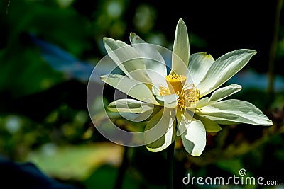 A Beautiful Blooming Yellow Lotus Wildflower Stock Photo