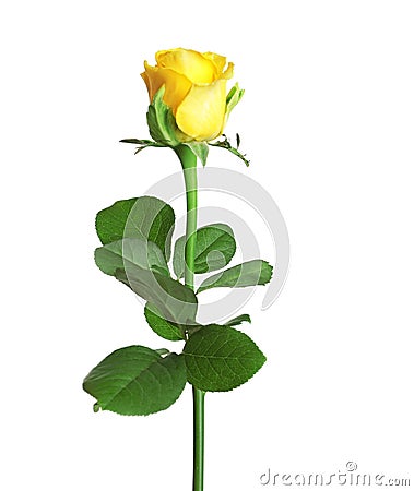 Beautiful blooming yellow rose Stock Photo