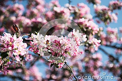 Beautiful blossom Apple Tree branches swaying in the wind in spring Stock Photo