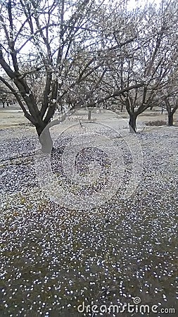 Beautiful Blossom Stock Photo