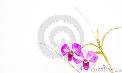 Beautiful blossom flower in Thailand. Stock Photo