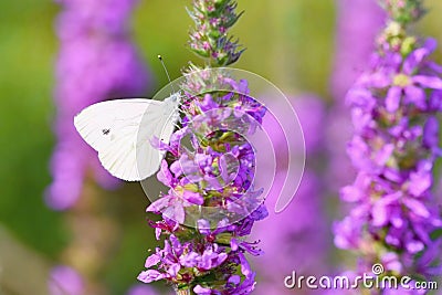 Beautiful blossom flowers with butterfly. Nature scene with sun in Sunny day. Spring flowers. Abstract blurred colorful backgroun Stock Photo