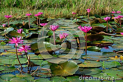 Beautiful blossom lotus flower in Thailand pond Stock Photo