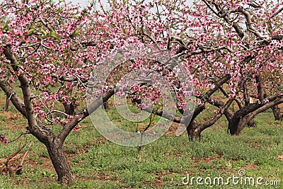 Beautiful blossom peach flowers Stock Photo