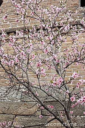 Beautiful blossom peach flowers Stock Photo