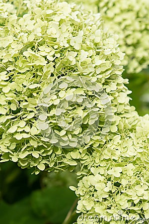 beautiful blossom of pistachio green hydrangea at cloudy day. close up Stock Photo