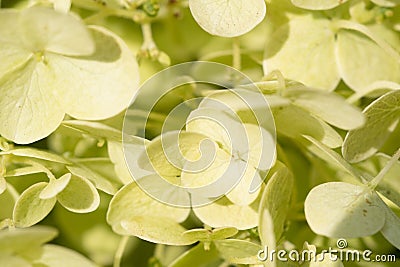 beautiful blossom of pistachio green hydrangea at summer day. macro Stock Photo