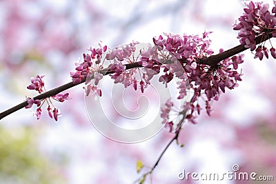 Beautiful blossom sakura in spring time. Nature scene with blooming twig, pink flowers on blurred background Stock Photo