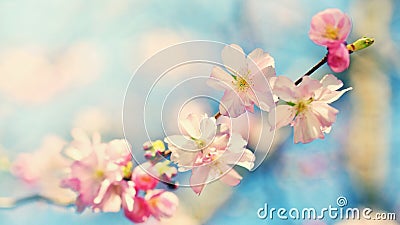 Beautiful blossom tree. Nature scene with sun on Sunny day. Spring flowers. Abstract blurred background in Springtime. Stock Photo
