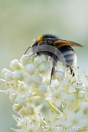 beautiful blossom of white hydrangea with working bumblebee at sunny day. macro, wild life Stock Photo