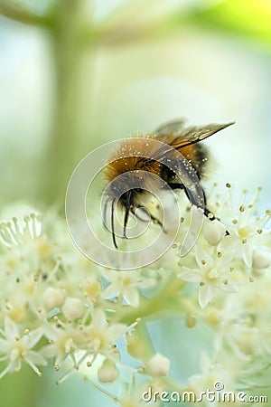 beautiful blossom of white hydrangea with working bumblebee at sunny day. macro, wild life Stock Photo