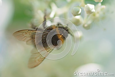 beautiful blossom of white hydrangea with working bumblebee at sunny day. macro, wild life Stock Photo
