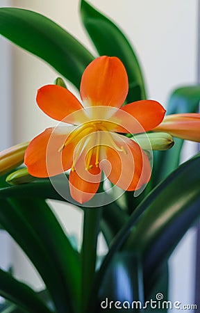 Beautiful blossomed orange flower of Clive on the windowsill Stock Photo