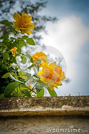 Beautiful blossomed yellow rose flowers Stock Photo
