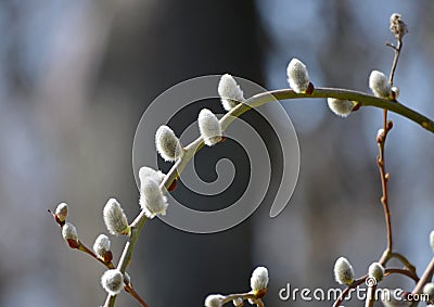 Beautiful blossoming buds of pussy-willows in the beginning of spring, the first signs of the onset of spring Stock Photo