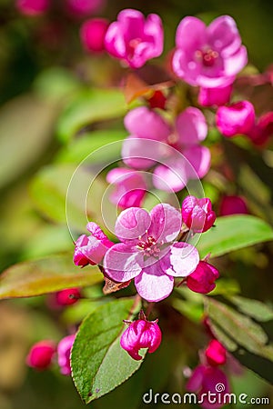 Beautiful blossoming cherry tree Stock Photo