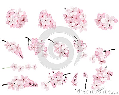 Beautiful blossoming pink sakura flowers on branches. Vector Illustration