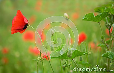 Beautiful blossoming poppies Stock Photo