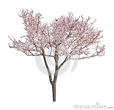 Beautiful blossoming tree with tender flowers Stock Photo