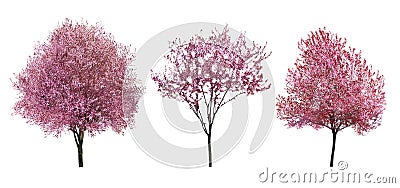 Beautiful blossoming trees on white background Stock Photo