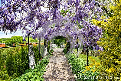 Blooming lilac wisteria on iron arches, fresh green plants, orange wall and yellow euonymus shrub. Stock Photo