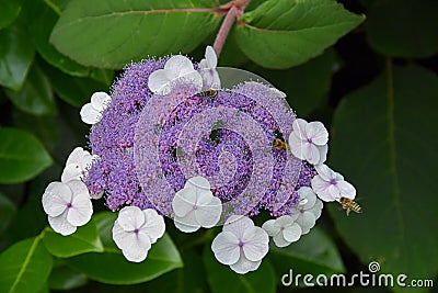 Beautiful blossoms of hydrangea aspera macrophylla Stock Photo