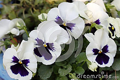 Beautiful blossoms of withe and violett pansies in springtime Stock Photo