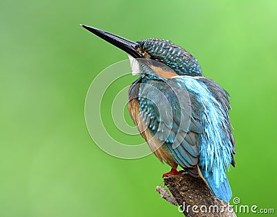 Beautiful blue bird perching on the pole over fine green blur ba Stock Photo