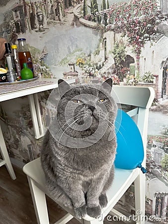 a beautiful blue British cat is sitting on a chair Stock Photo