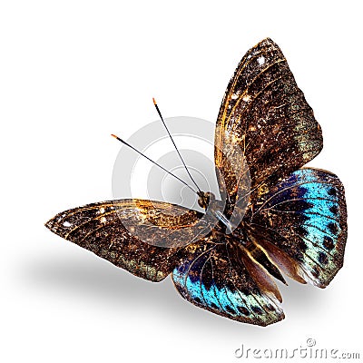 Beautiful blue and brown flying butterfly, Black-tip archduke bu Stock Photo