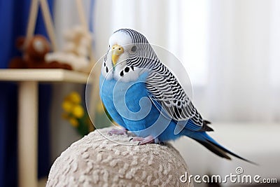 Beautiful blue budgerigar sitting on a chair in the room Stock Photo