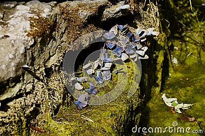Butterflies. Summer. The natural beauty of Russia Stock Photo