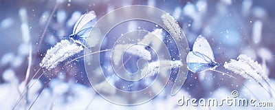 Beautiful blue butterflies in the snow on the wild grass. Snowfall Artistic winter christmas natural image. Winter and spring back Stock Photo