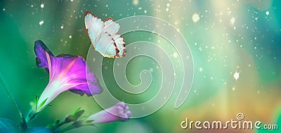 Beautiful blue butterfly and blossoming petinia in spring at Sunrise on blue and pink background macro. Amazing elegant artistic Stock Photo