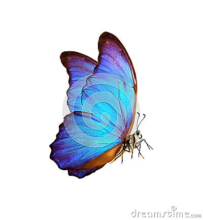 beautiful blue butterfly. symbol of the new year. morpho butterfly isolated on white. number 2020. Stock Photo