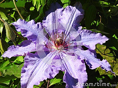 Beautiful blue clematis flower Stock Photo