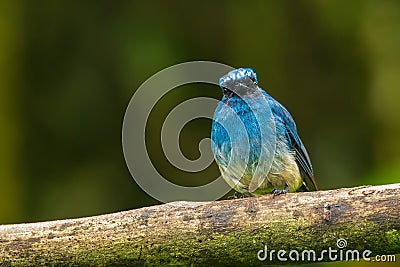 Beautiful blue color bird known as Indigo Flycatcher Eumyias Indigo on perch Stock Photo