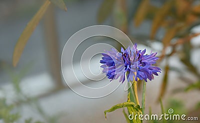 Cornflower on a grey blur background Stock Photo