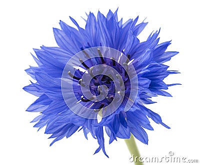 Beautiful blue cornflower isolated on white background. Selective focus Stock Photo