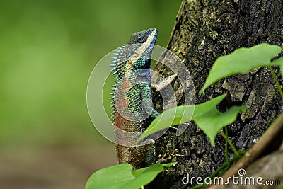 Beautiful blue dragon lizard with red spots on its back and sharp detail of its spine skin, chameleon on tree over fine blur Stock Photo