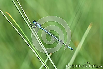 Beautiful blue dragonfly. Macro shot of nature. Stock Photo