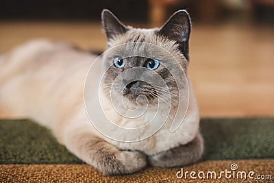 Beautiful blue-eyed thai cat lies on the carpet Stock Photo