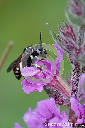 The beautiful blue eyes of a colorful male cleptoparasite bee Epeoloides coecutiens, the Yellow loosetrife cuckoo Stock Photo